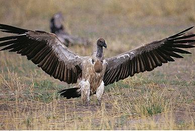 PS5国行今晚9点天猫旗舰店再次开抢 900台数字版